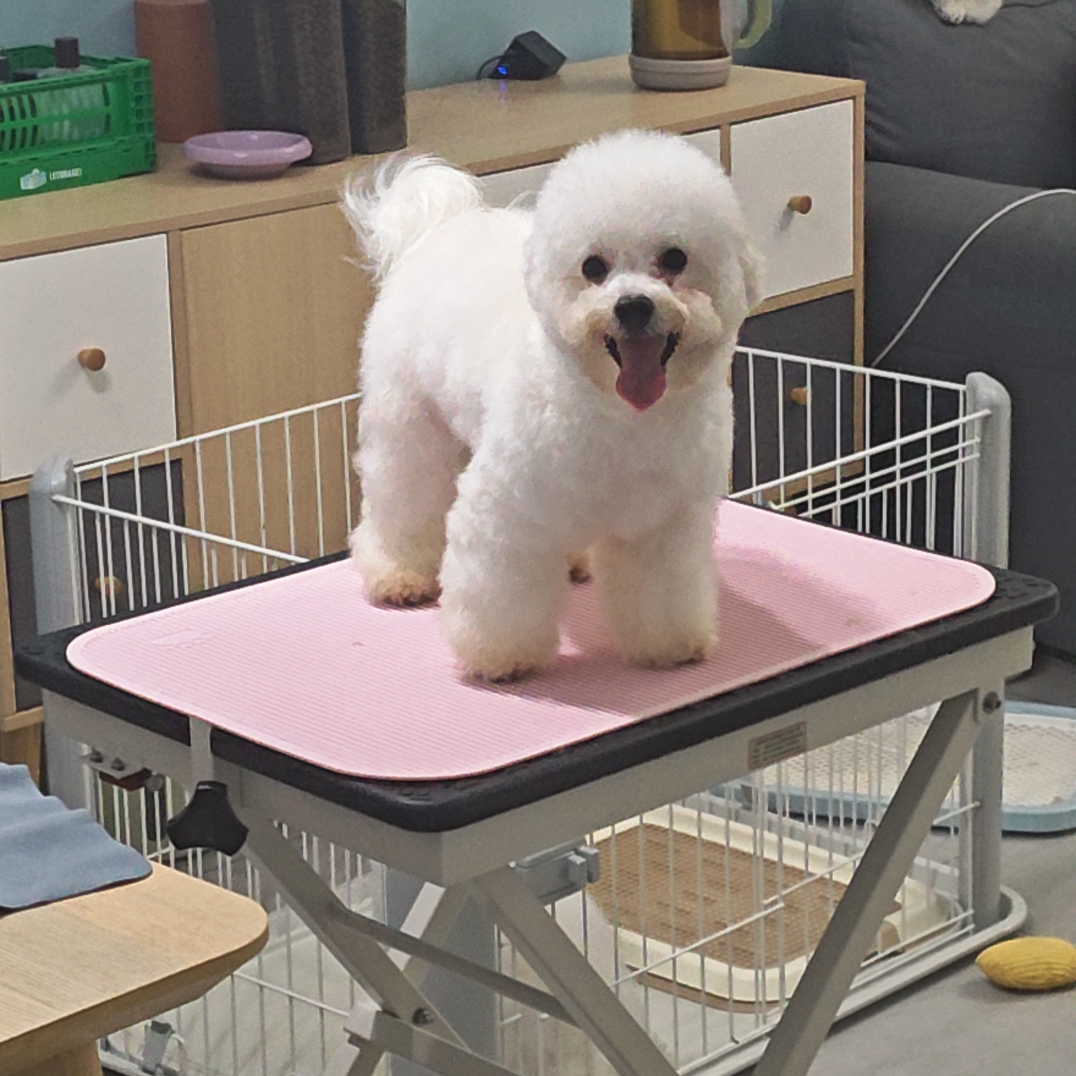 标体比熊妹妹六个月爸爸赛级血统会定点只找个人家养不议价